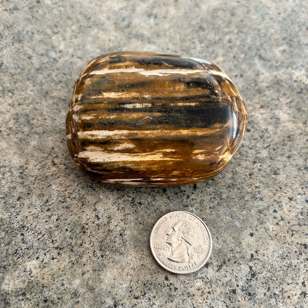 🌲 Large Petrified Wood Crystal Specimen Agatized, Western Decor, NWOT